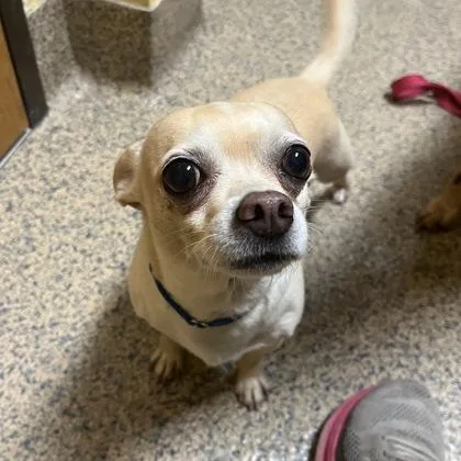 Archie