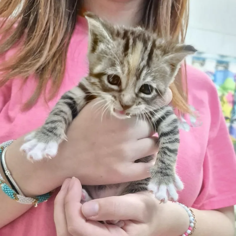 A baby small-sized male Black Domestic Short Hair cat named Halo for adoption in Ardmore, OK