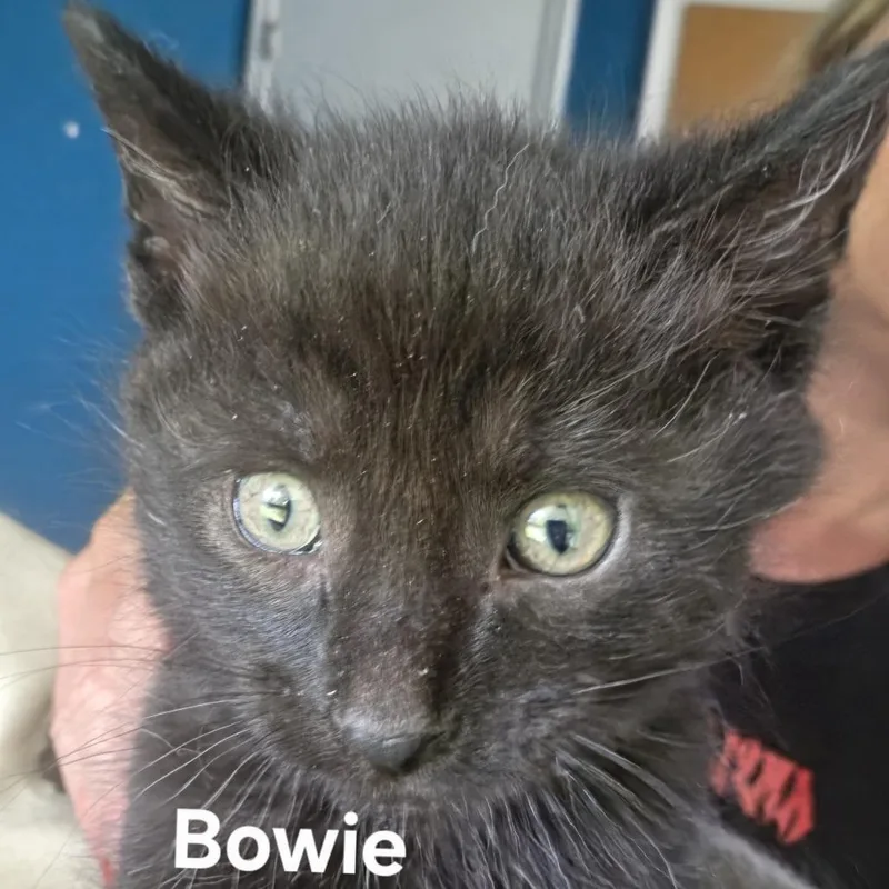 A baby small-sized male Black Domestic Medium Hair cat named Bowie C for adoption in Princeton, MN