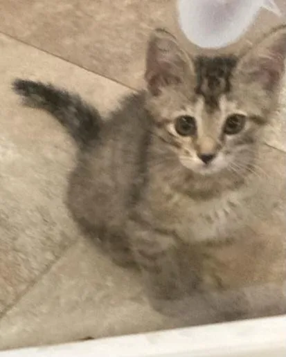 A baby medium-sized female Domestic Short Hair cat named Liberty for adoption in Saint Marys, WV