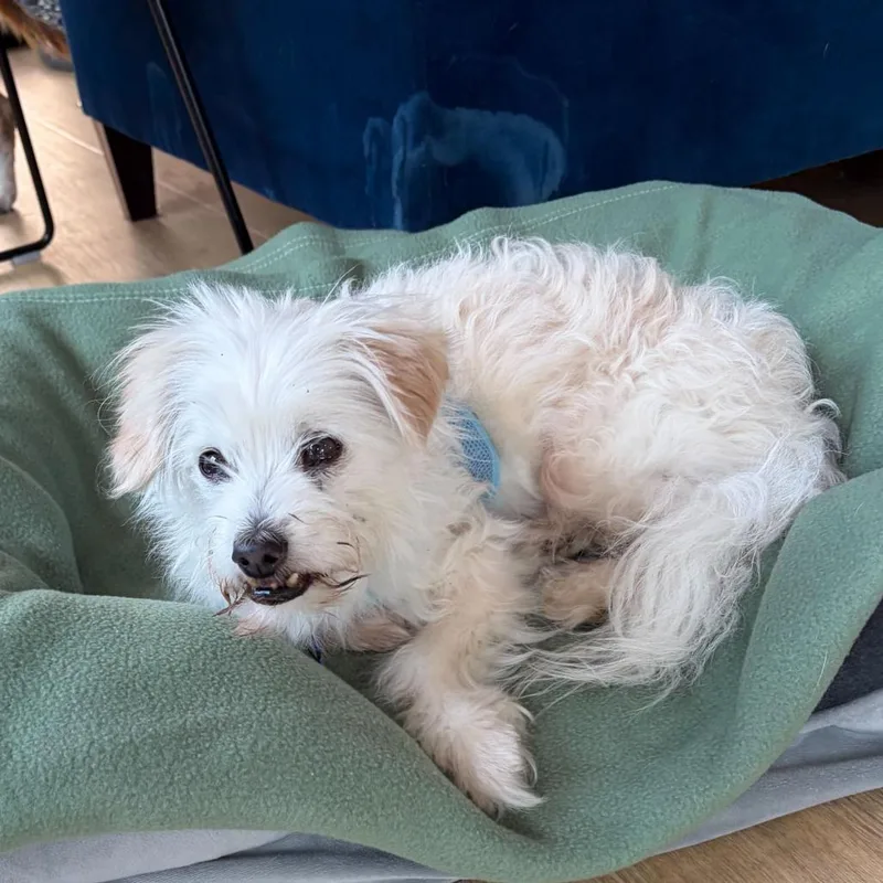 A senior small-sized male Maltese dog named Tal Bachman for adoption in San Francisco, CA
