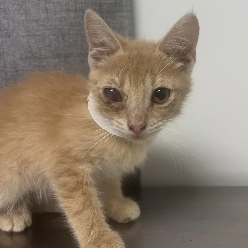 A baby small-sized male Buff / Tan / Fawn Domestic Short Hair cat named Thomas for adoption in Hattiesburg, MS