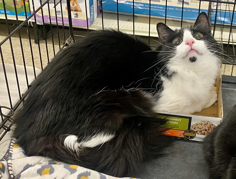 An adult large-sized male Black & White / Tuxedo Domestic Long Hair cat named Dice for adoption in Red Bank, NJ