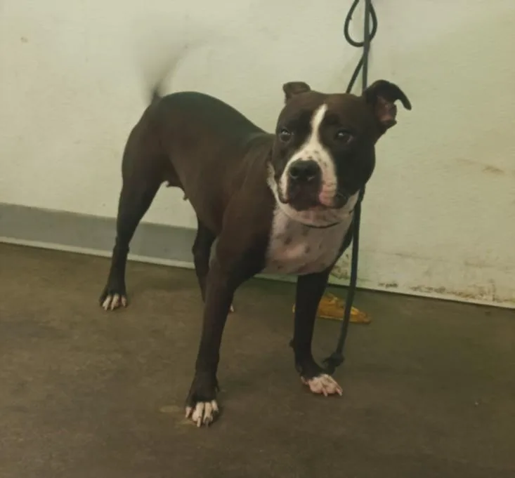A young large-sized female Pit Bull Terrier dog named Freckles for adoption in Los Angeles, CA