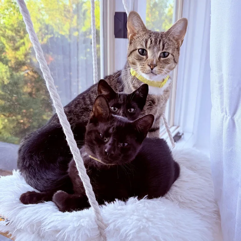 An adult medium-sized female Domestic Short Hair cat named Chicken for adoption in Naugatuck, CT