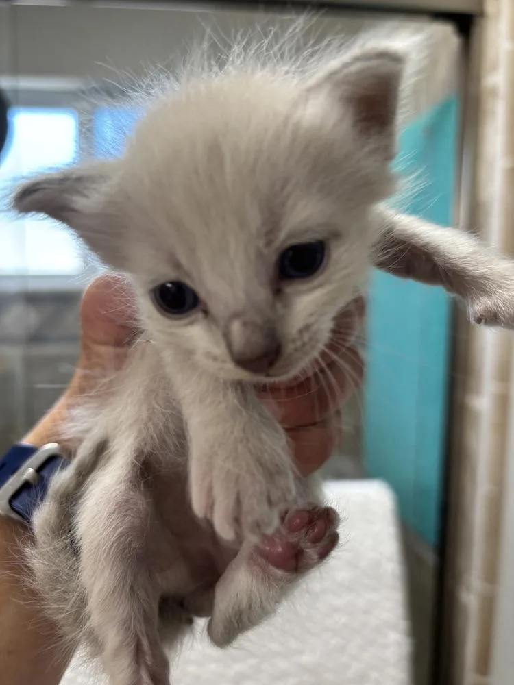 A baby medium-sized male Siamese cat named Disco Bob for adoption in Salinas, CA