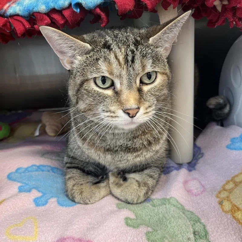 An adult extra large-sized female Brown / Chocolate Domestic Short Hair cat named Perry for adoption in Fort Wayne, IN