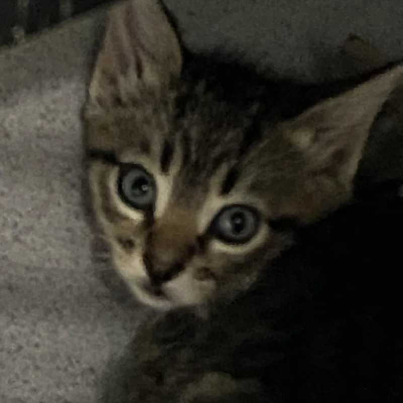 A young medium-sized male Brown / Chocolate Domestic Short Hair cat named Butch Cassidy for adoption in Sheridan, WY