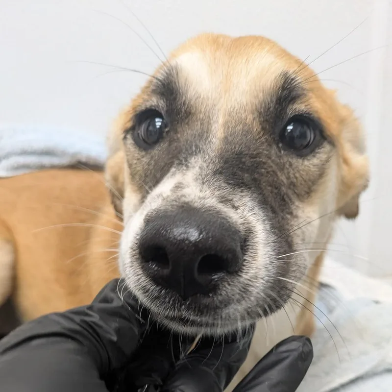 A young medium-sized female Brown / Chocolate Shepherd dog named Eos for adoption in Abilene, TX