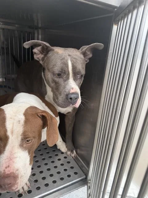 An adult large-sized male Mixed Breed dog named Worm for adoption in Dallas, TX