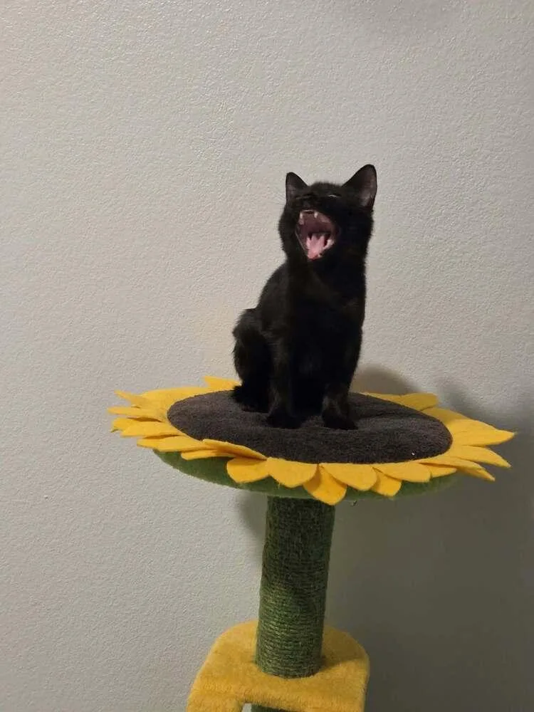 A baby medium-sized female Domestic Medium Hair cat named Hodgepodge for adoption in Sedalia, CO