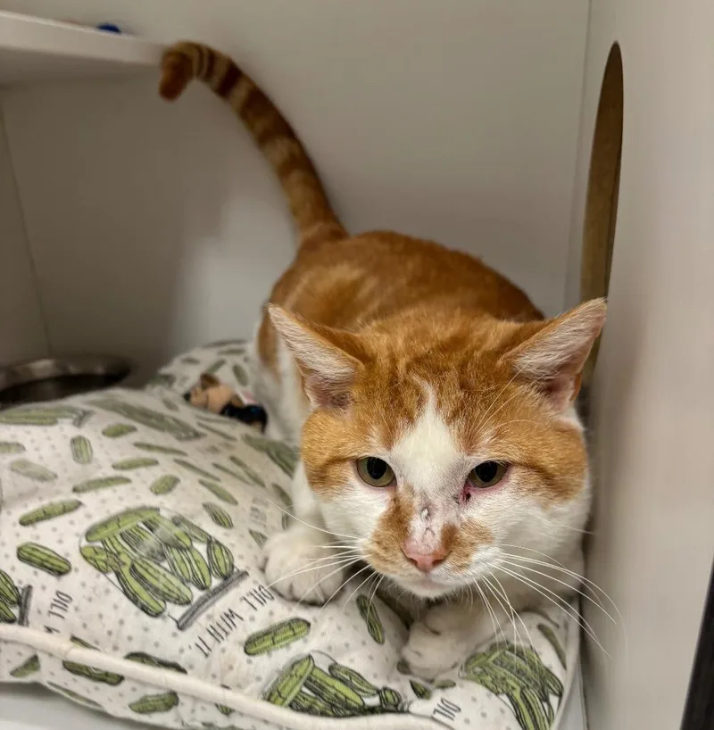 O'malley thumbnail 2