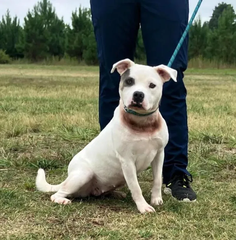 An adult medium-sized female Pit Bull Terrier dog named Sandy for adoption in Jackson, TN