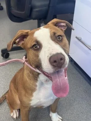 An adult medium-sized male Mixed Breed dog named Daemon for adoption in West Chester, PA