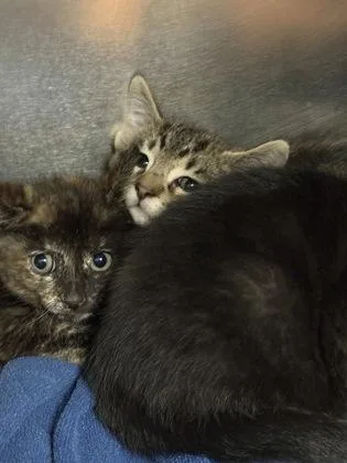 A baby medium-sized male Domestic Short Hair cat named Tiger for adoption in Sacramento, CA