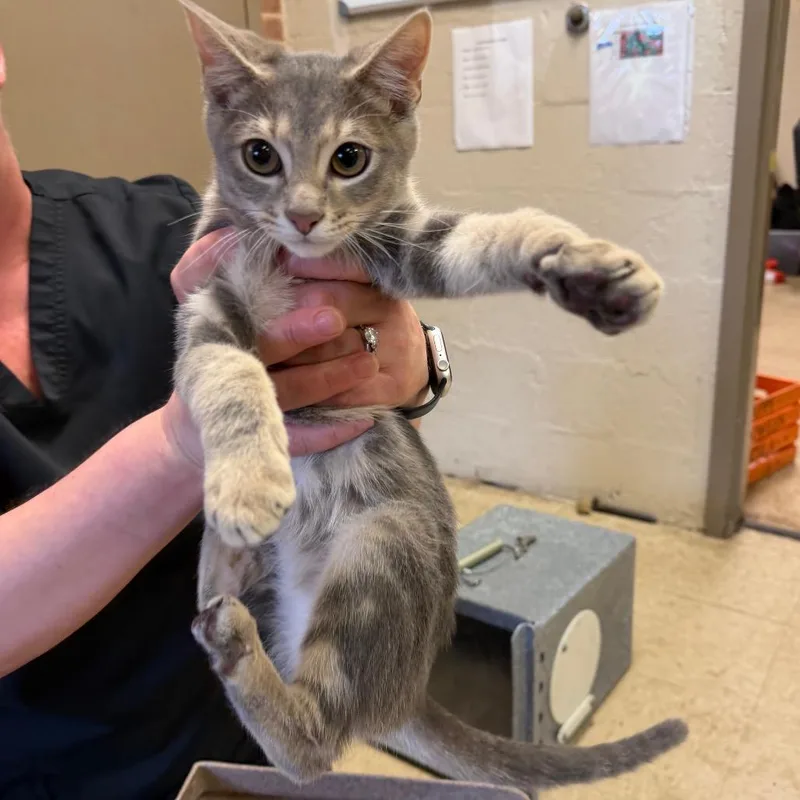 A baby small-sized male Gray / Blue / Silver Domestic Short Hair cat named Leland for adoption in Birmingham, AL