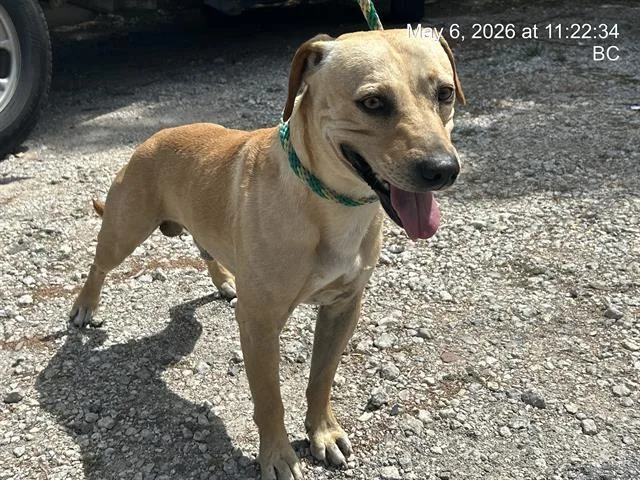 An adult large-sized male Black Mouth Cur dog named Banjo for adoption in Ocala, FL
