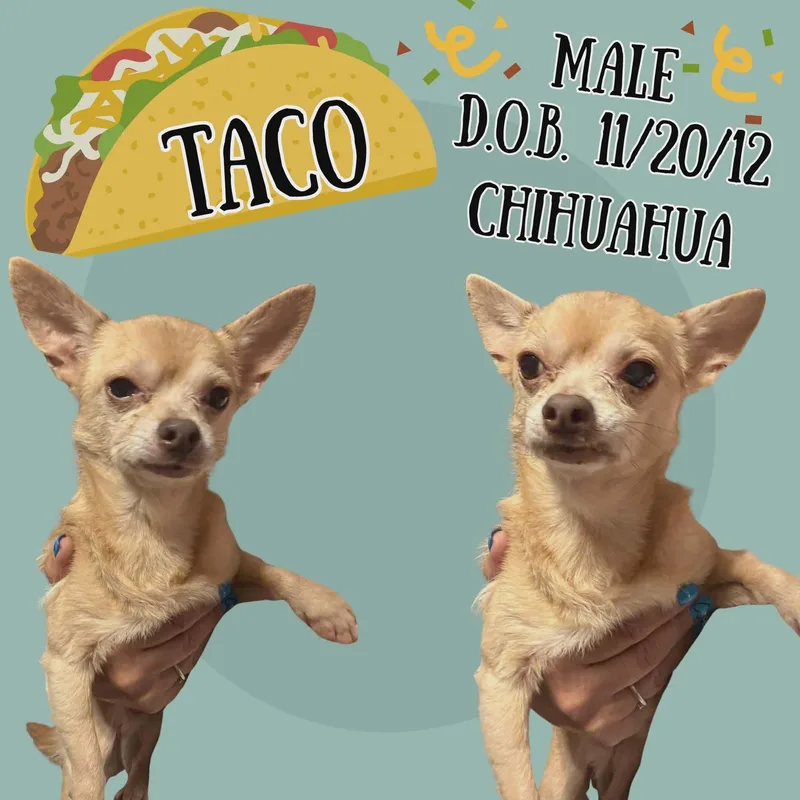 A senior small-sized male Chihuahua dog named Taco for adoption in Caldwell, TX