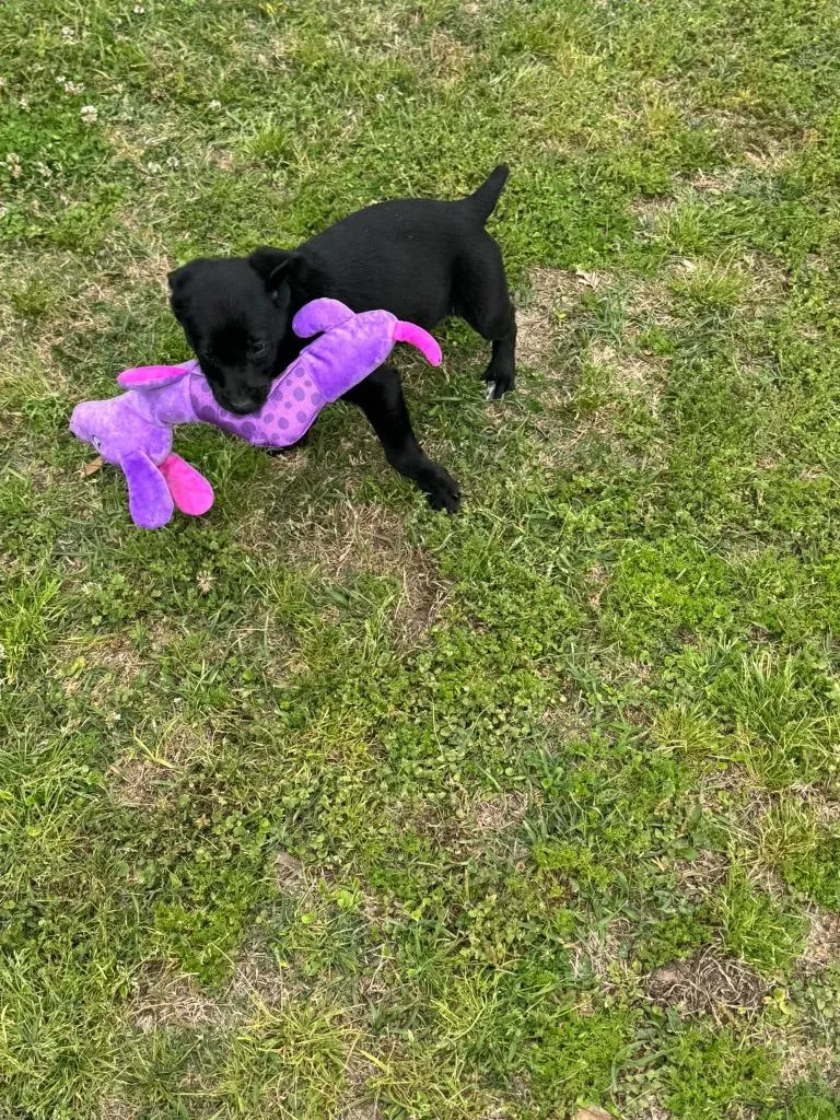A baby medium-sized female Mixed Breed dog named Cleo for adoption in Fond Du Lac, WI