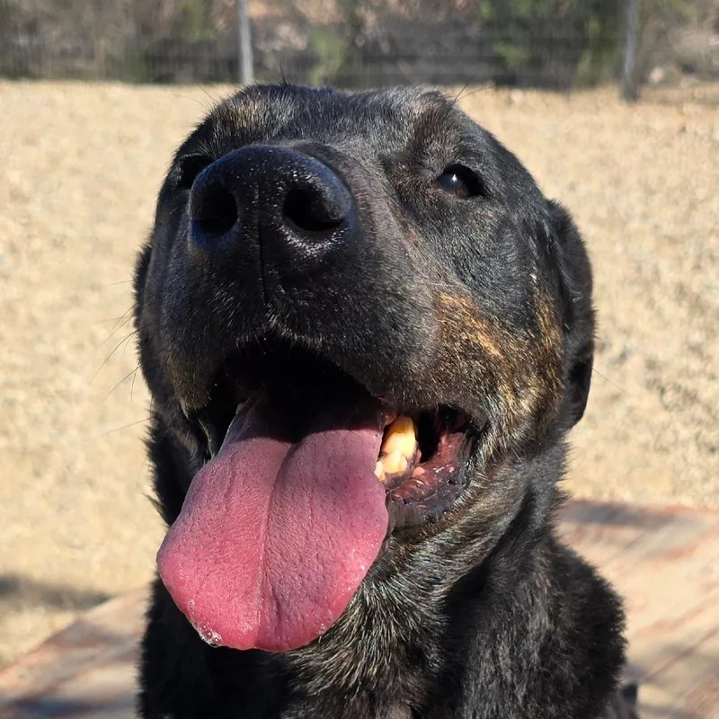 A senior medium-sized male Black Mixed Breed dog named Stockman for adoption in Wickenburg, AZ