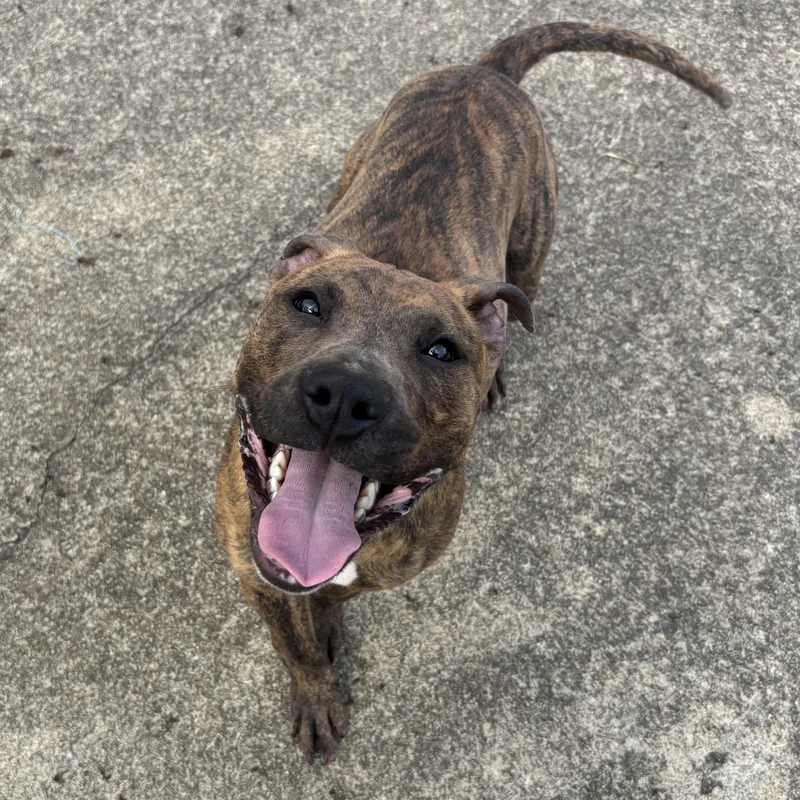 A young medium-sized female Brindle Mixed Breed dog named Thelma for adoption in Waynesburg, PA