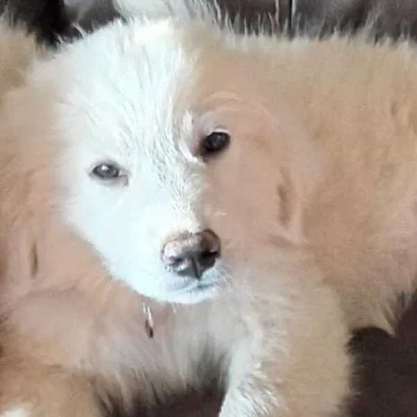 Elsa