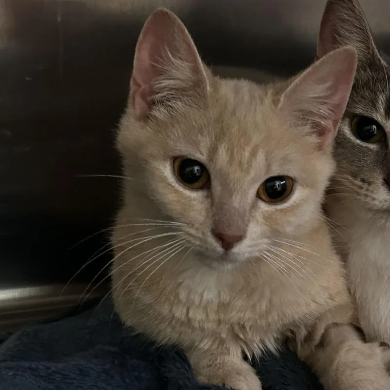 A young small-sized female Buff / Tan / Fawn Domestic Short Hair cat named Stinky for adoption in Spruce Pine, NC