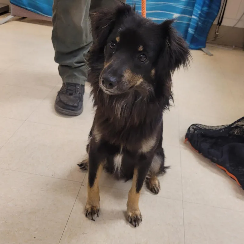 An adult medium-sized male Mixed Breed dog named Gentry for adoption in Lake Panasoffkee, FL