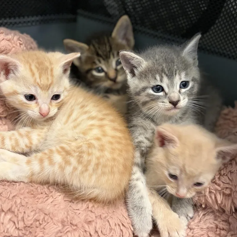 A baby small-sized female Gray / Blue / Silver Domestic Short Hair cat named Reese for adoption in Tustin, CA