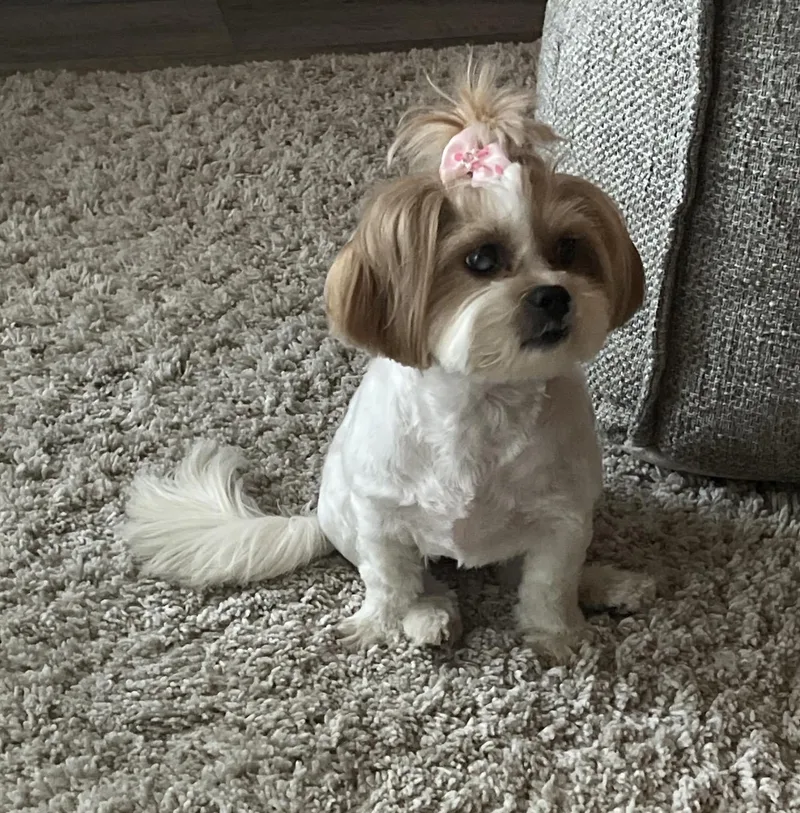 An adult small-sized female Shih Tzu dog named Brooklyn for adoption in Palm springs, FL