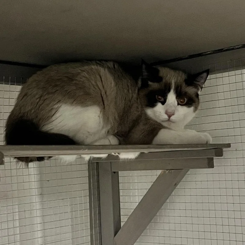 A young small-sized male Buff / Tan / Fawn Snowshoe cat named Arthur for adoption in Sioux Falls, SD