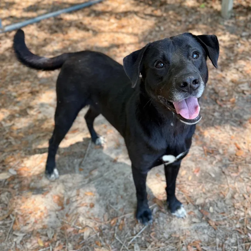 An adult large-sized male Black Mixed Breed dog named Clyde for adoption in Milton, FL