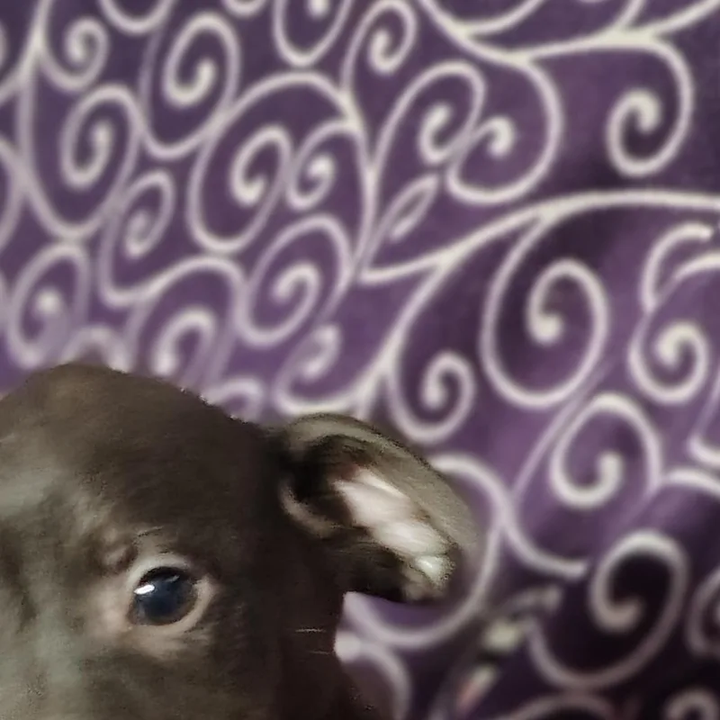 A baby small-sized male Black Rat Terrier dog named Echo for adoption in Ville platte, LA