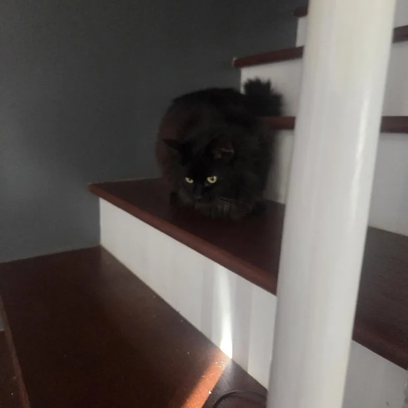 An adult medium-sized male Black Domestic Long Hair cat named Mr. Fluffy for adoption in Nashville, TN