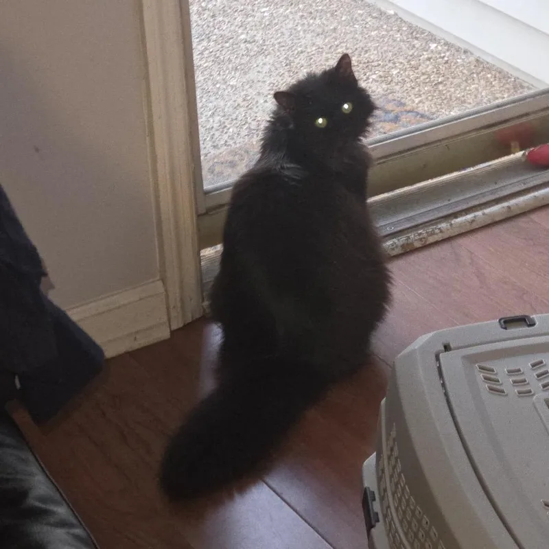 Mr. Fluffy thumbnail 2