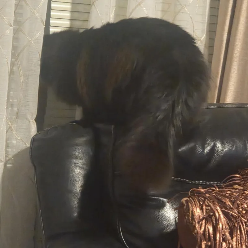 Mr. Fluffy thumbnail 3