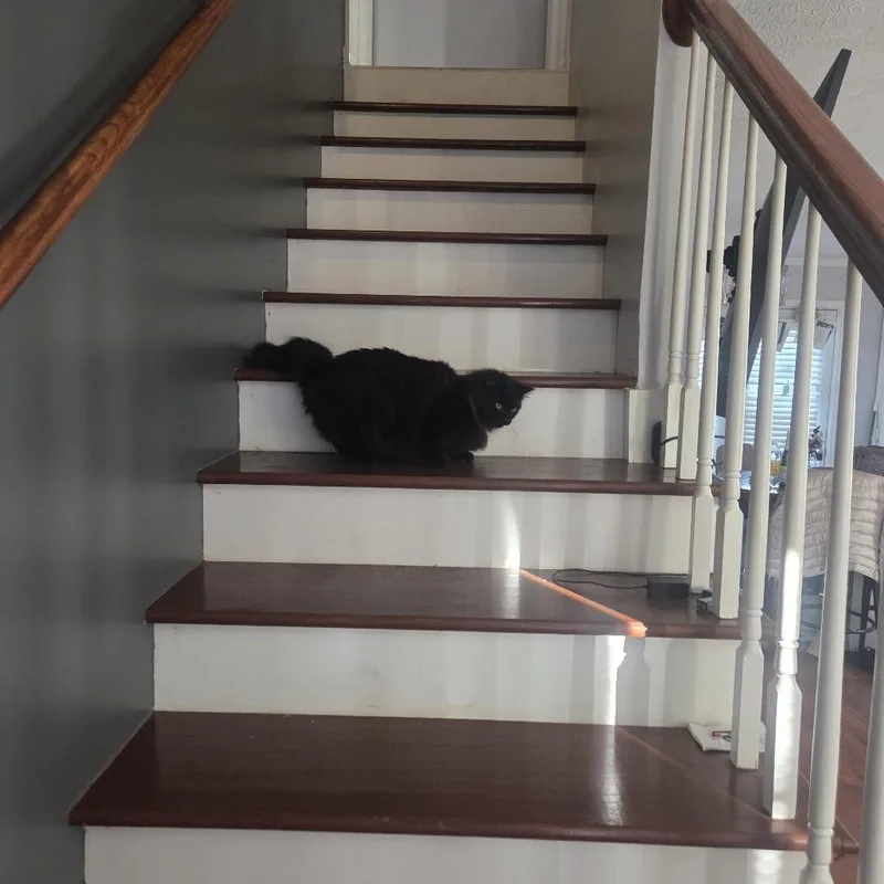 Mr. Fluffy thumbnail 4