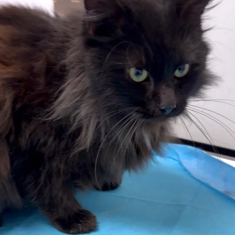 Mr. Fluffy thumbnail 5