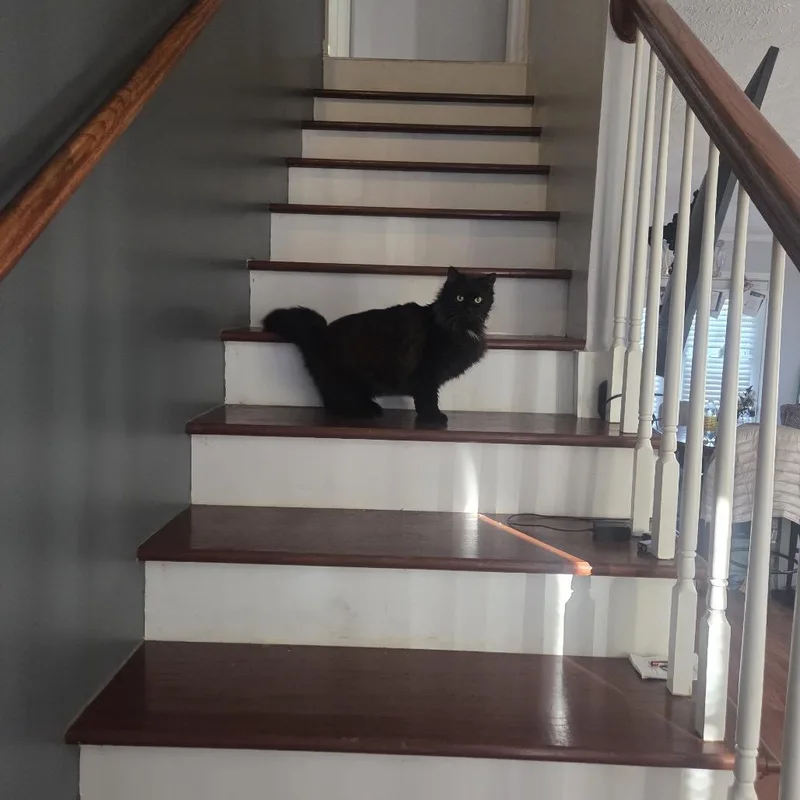 Mr. Fluffy thumbnail 6