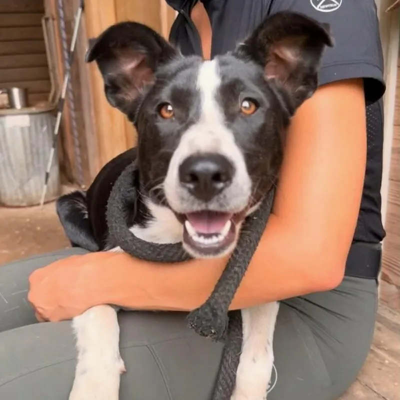 A young medium-sized female Black Mixed Breed dog named Lucy for adoption in Shelby, NC