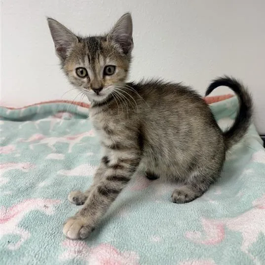 A baby small-sized female Torbie Domestic Short Hair cat named Mango for adoption in Long Beach, CA