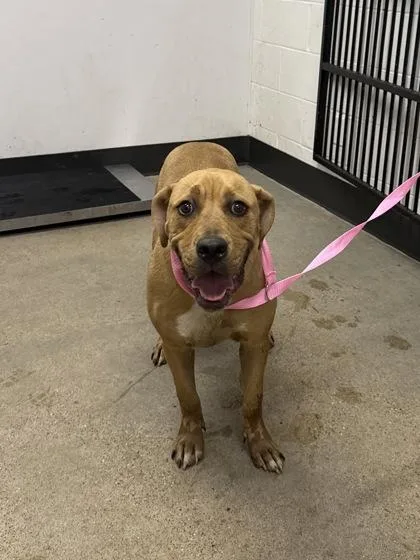 A baby large-sized male Yellow / Tan / Blond / Fawn Hound dog named Waffles for adoption in Cleveland, OH