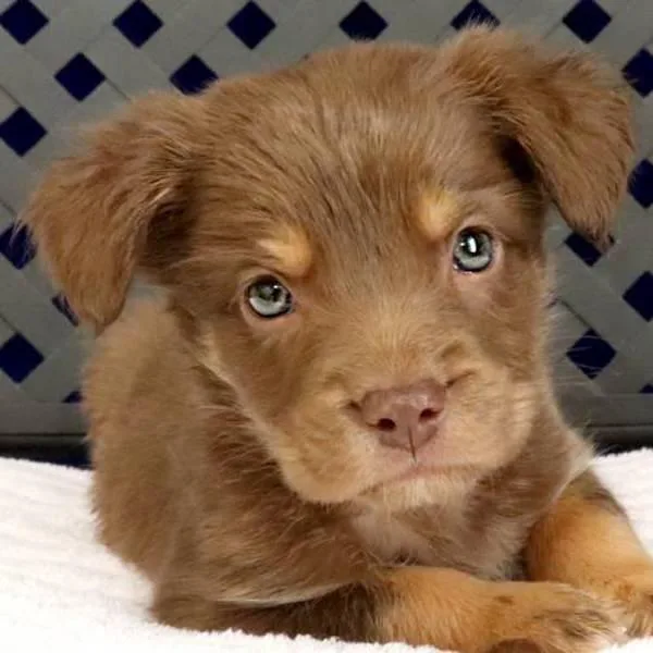 A baby medium-sized female Labrador Retriever dog named Halston for adoption in Midland, TX