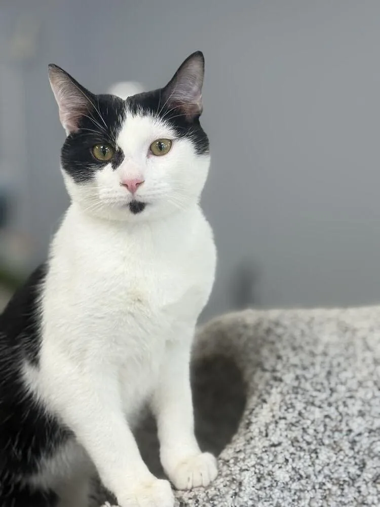 Freckles thumbnail 5