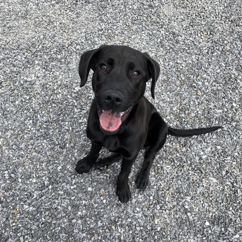 A baby medium-sized female Black Black Labrador Retriever dog named Diamond for adoption in Walnut Cove, NC