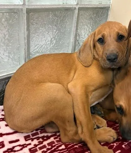 A baby small-sized female Hound dog named Peep for adoption in Washington, DC