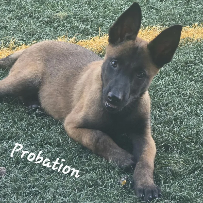 Probation DD thumbnail 3