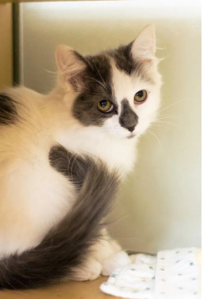 A baby medium-sized female Domestic Medium Hair cat named Jorgina for adoption in Fort Lupton, CO