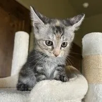 A baby small-sized female Torbie Domestic Short Hair cat named Frijole for adoption in Prescott, AZ