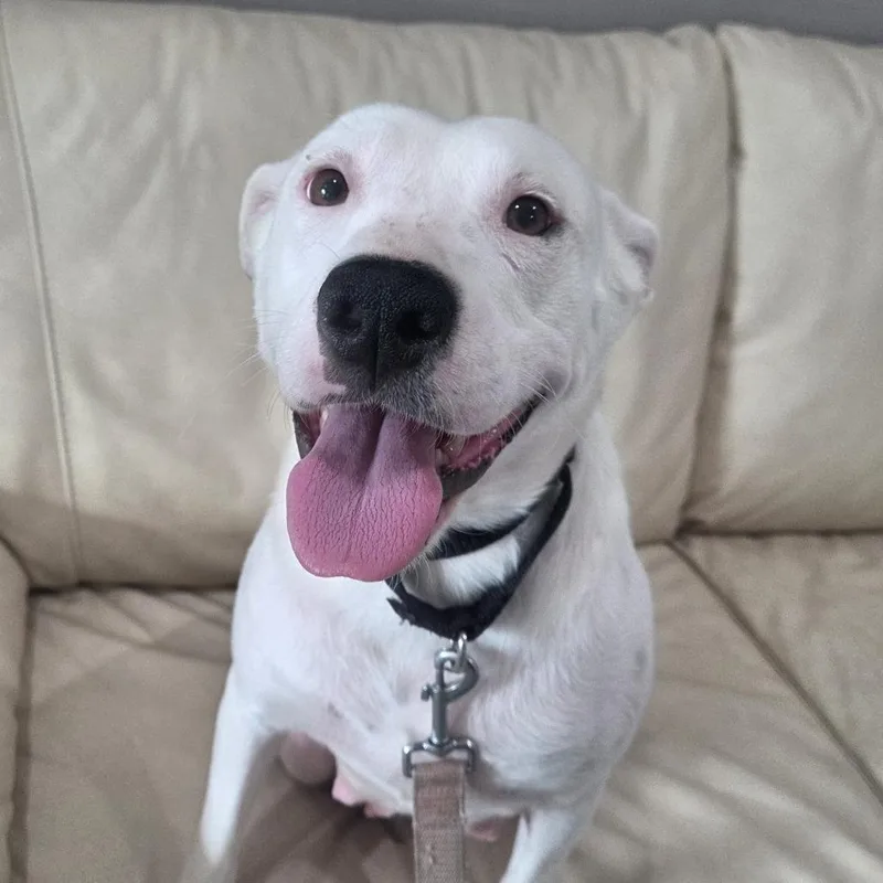 Snow White thumbnail 2